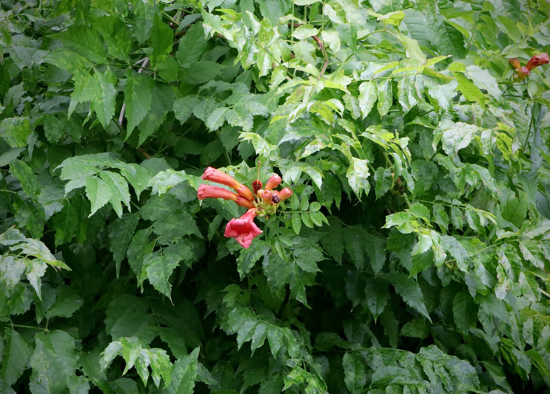 Photo of Trumpet Vine