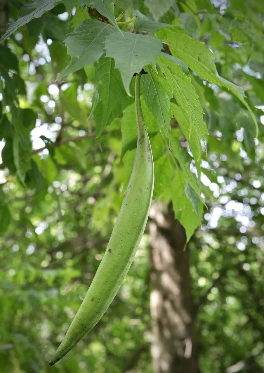 Photo of Trumpet Vine