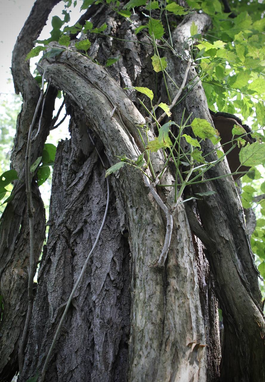 Photo of Trumpet Vine