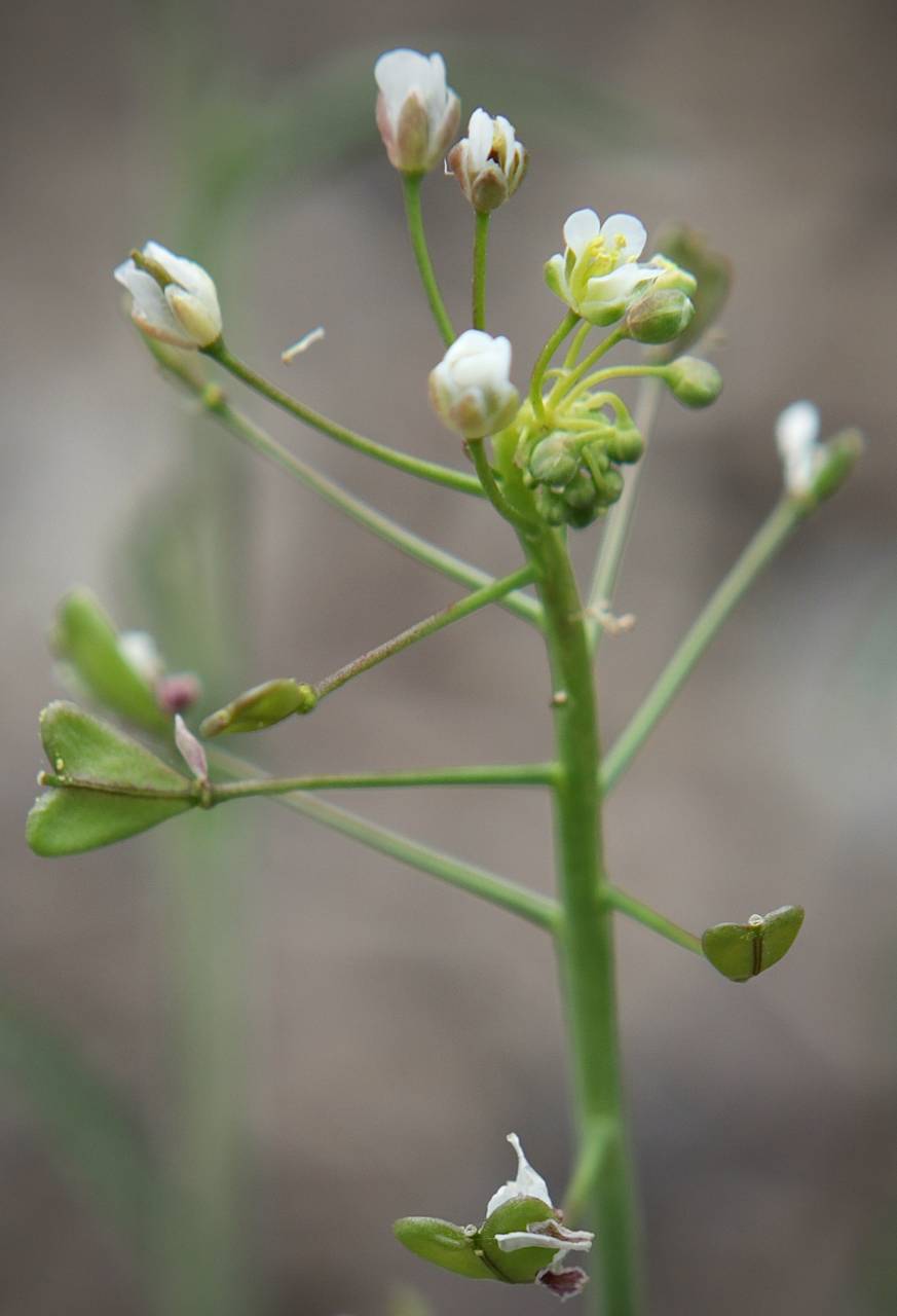 Photo of Shepherd's Purse