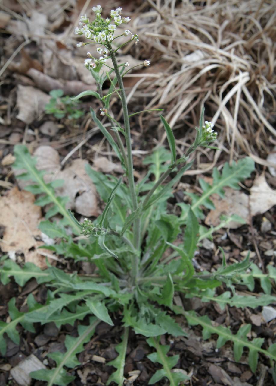 Photo of Shepherd's Purse