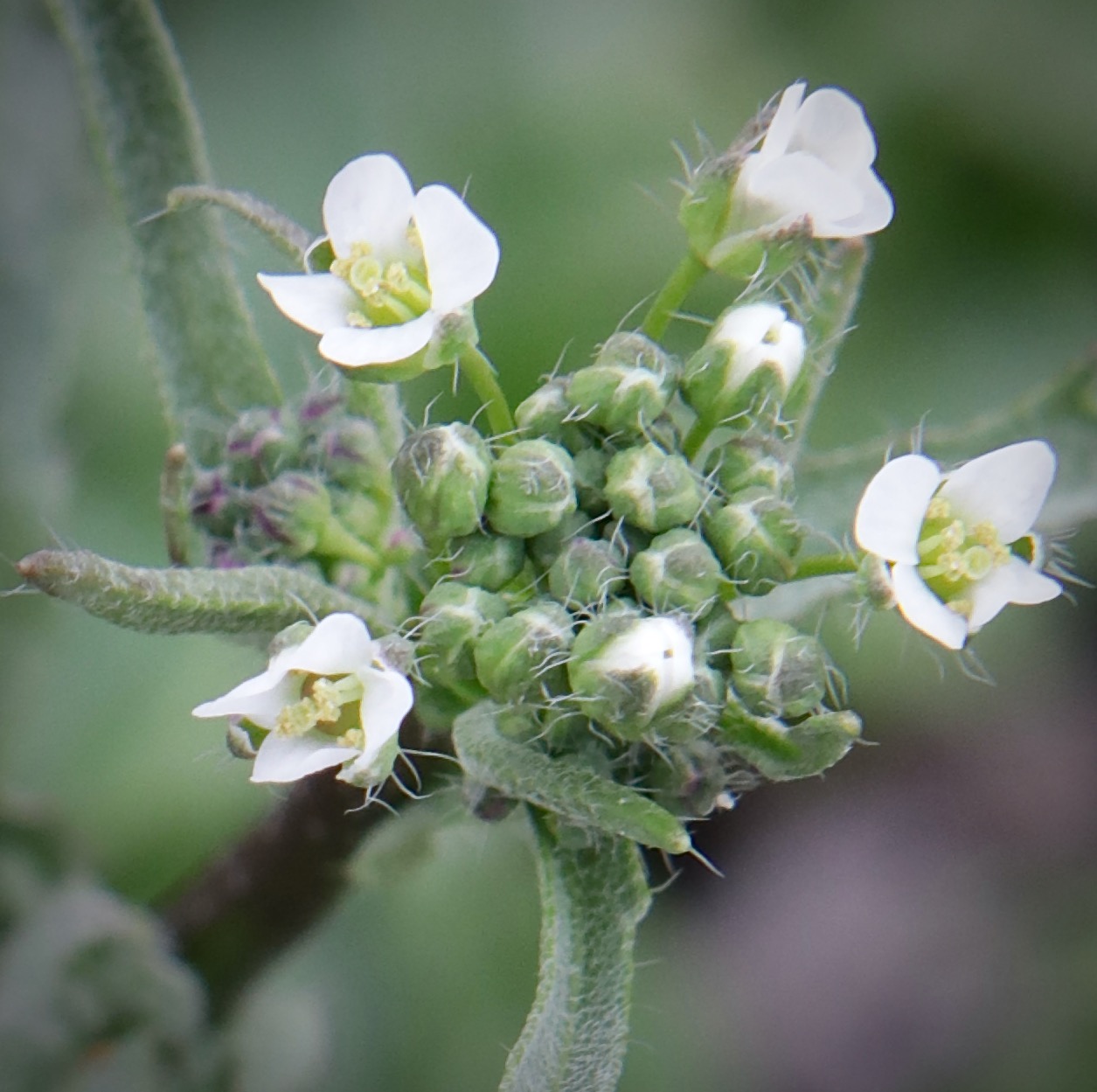 Photo of Shepherd's Purse