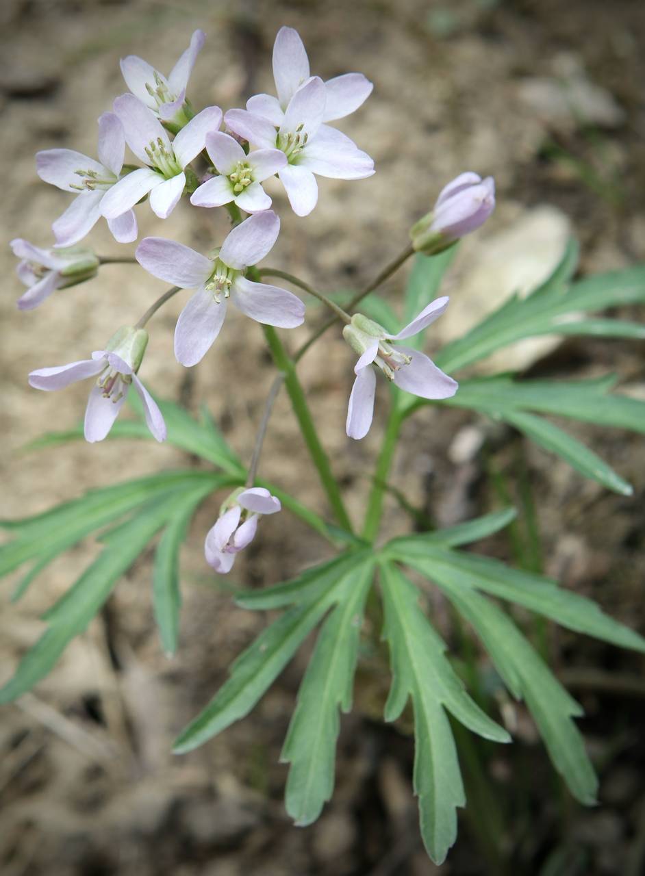 Photo of Cutleaf Toothwort