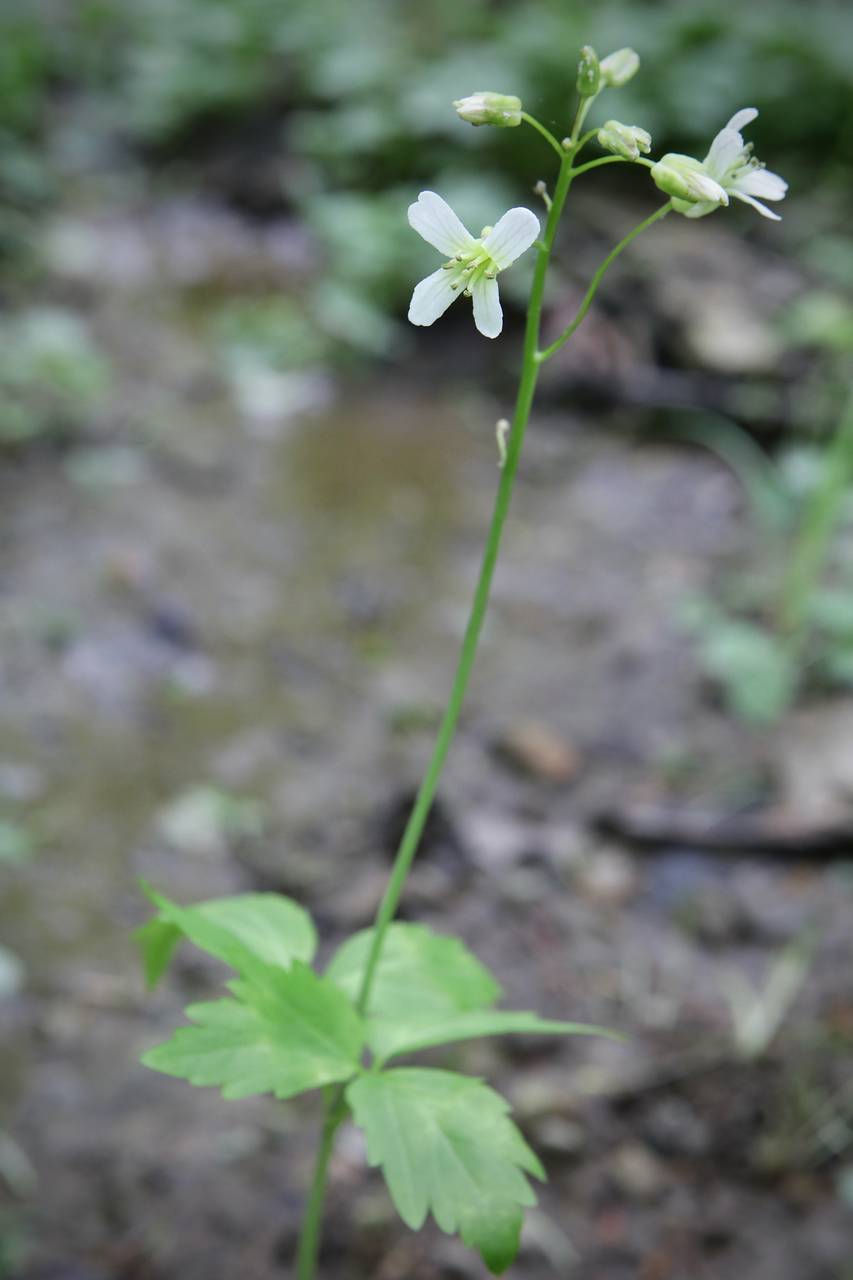 Photo of Crinkleroot