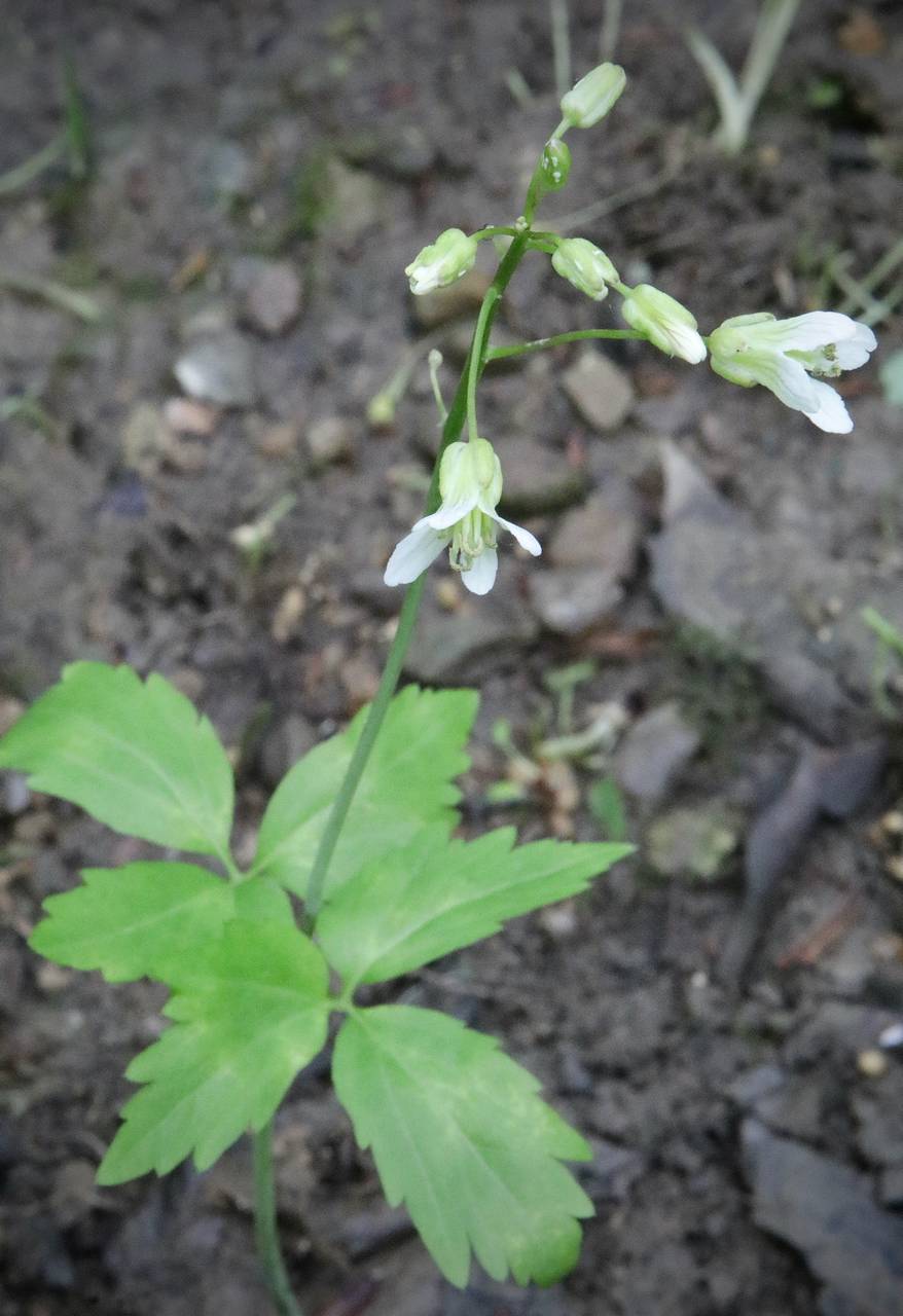 Photo of Crinkleroot