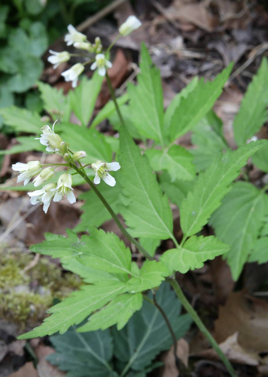 Photo of Crinkleroot