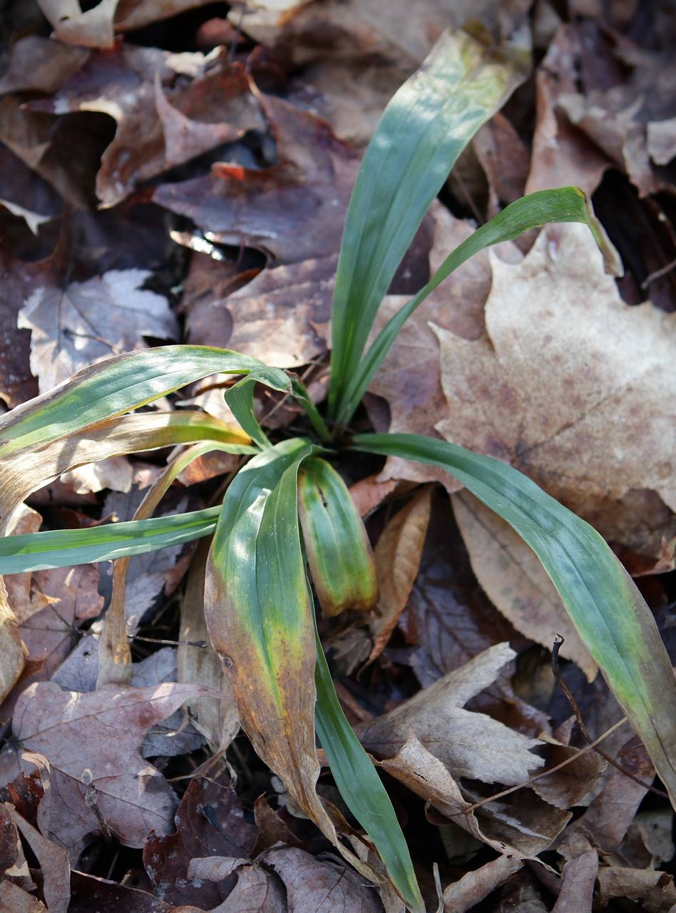 Photo of White Bear Sedge