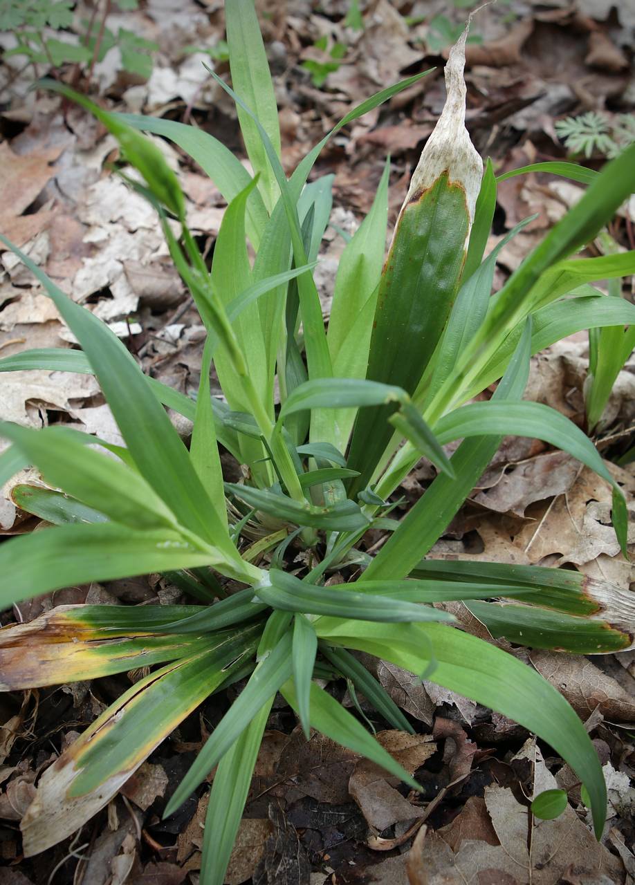 Photo of White Bear Sedge