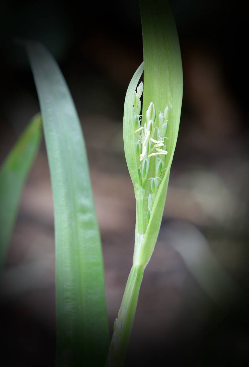 Photo of White Bear Sedge