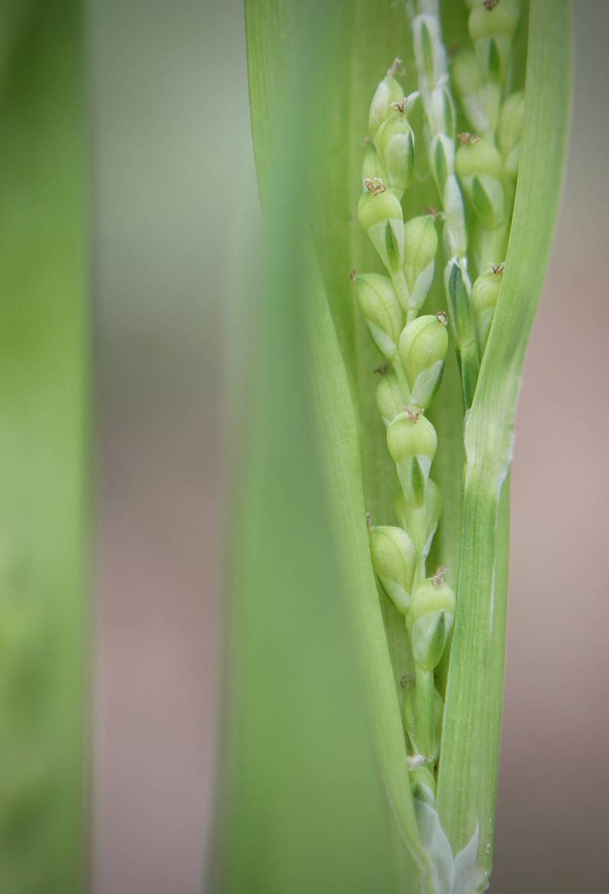 Photo of White Bear Sedge