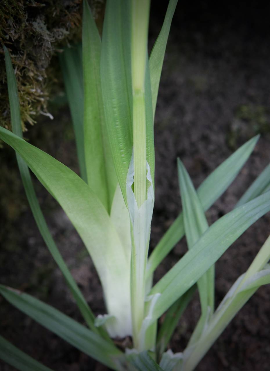 Photo of White Bear Sedge