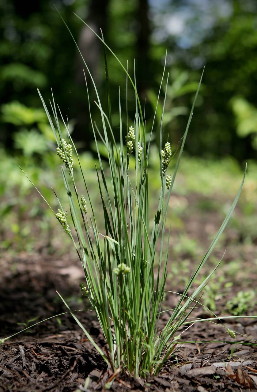 Photo of Golden Sedge