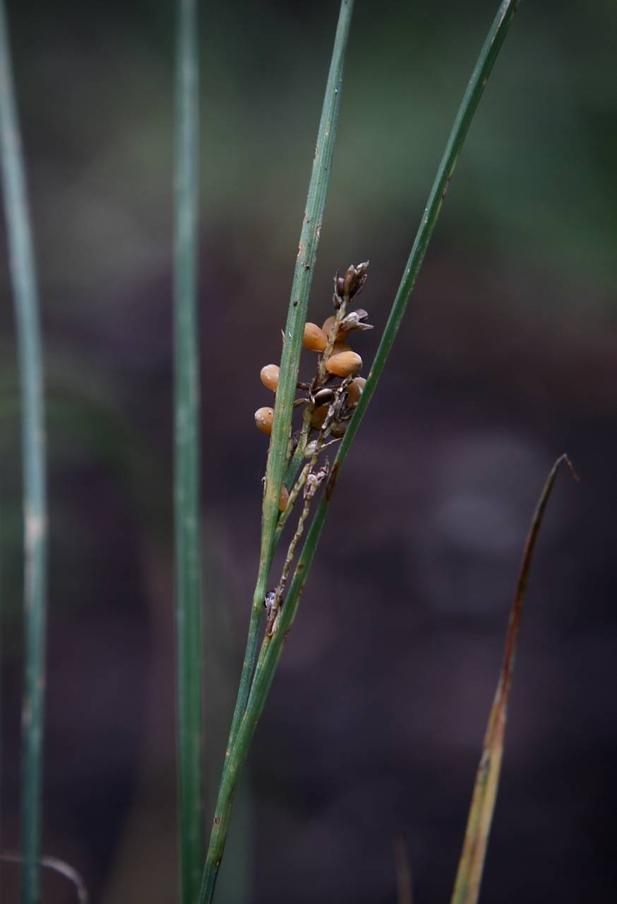 Photo of Golden Sedge