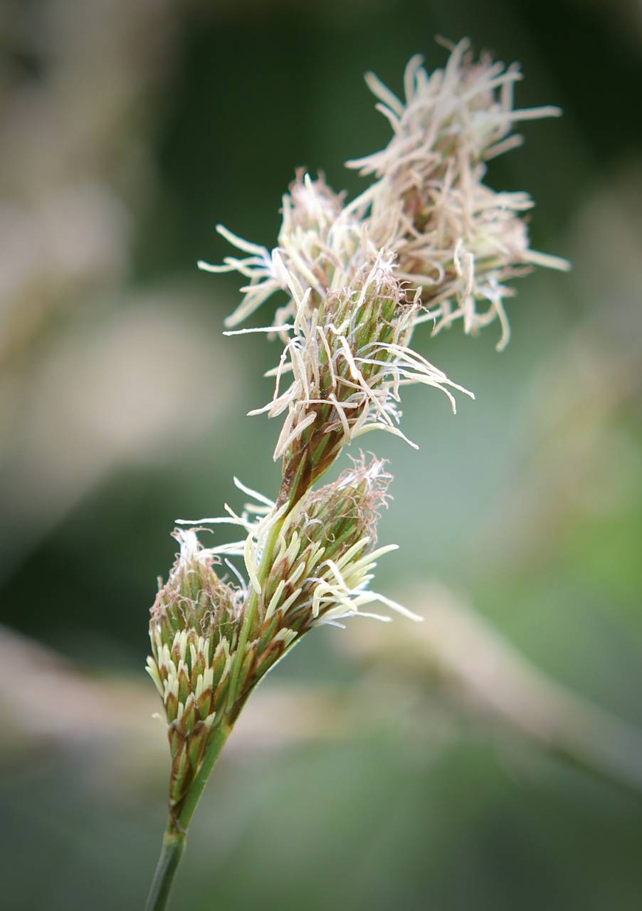Photo of Bicknell's Sedge