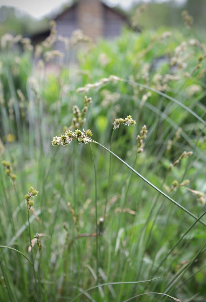 Photo of Bicknell's Sedge