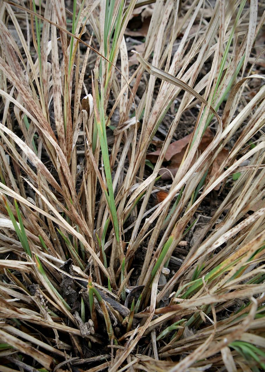 Photo of Bicknell's Sedge