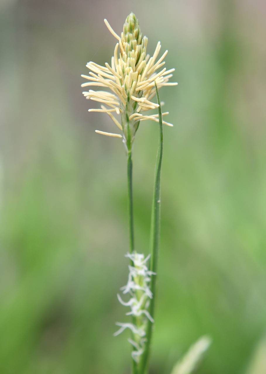 Photo of Common Wood Sedge