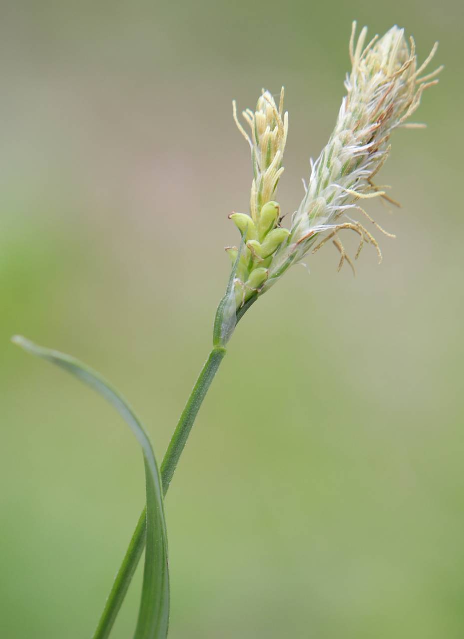 Photo of Common Wood Sedge
