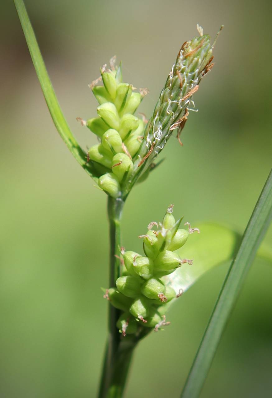 Photo of Common Wood Sedge