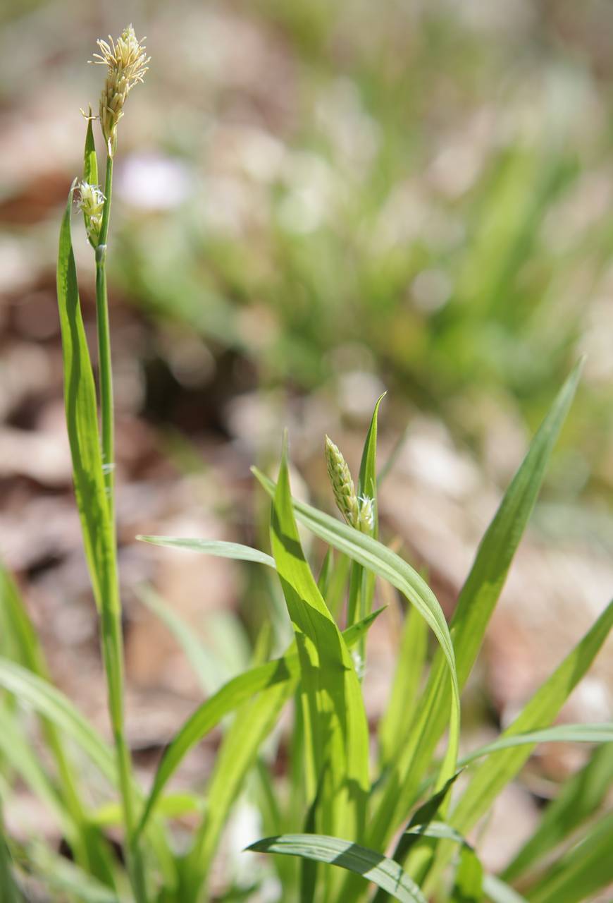 Photo of Common Wood Sedge