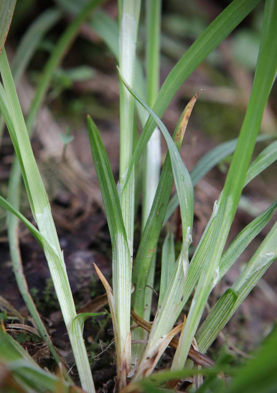Photo of Common Wood Sedge