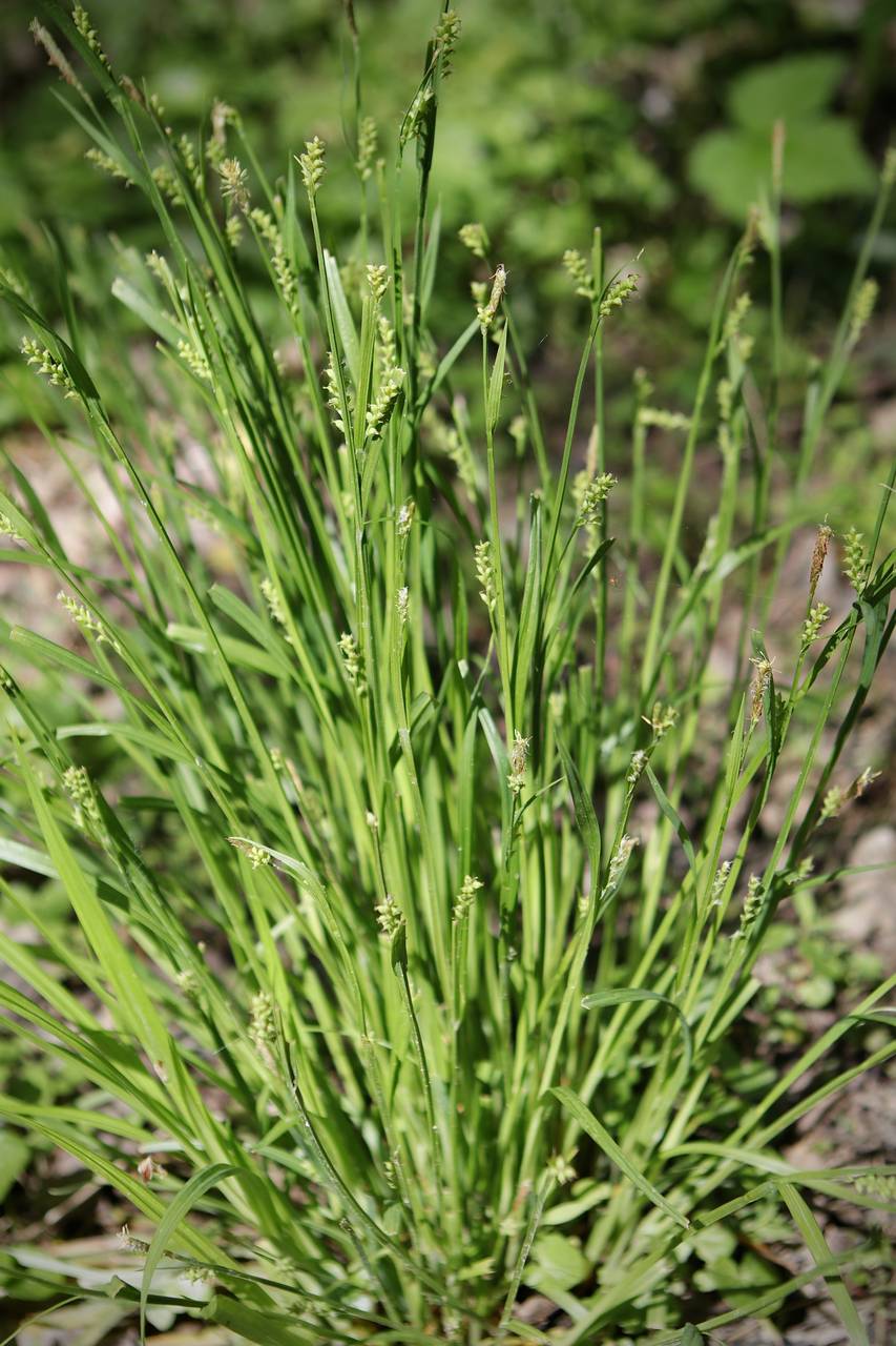 Photo of Common Wood Sedge