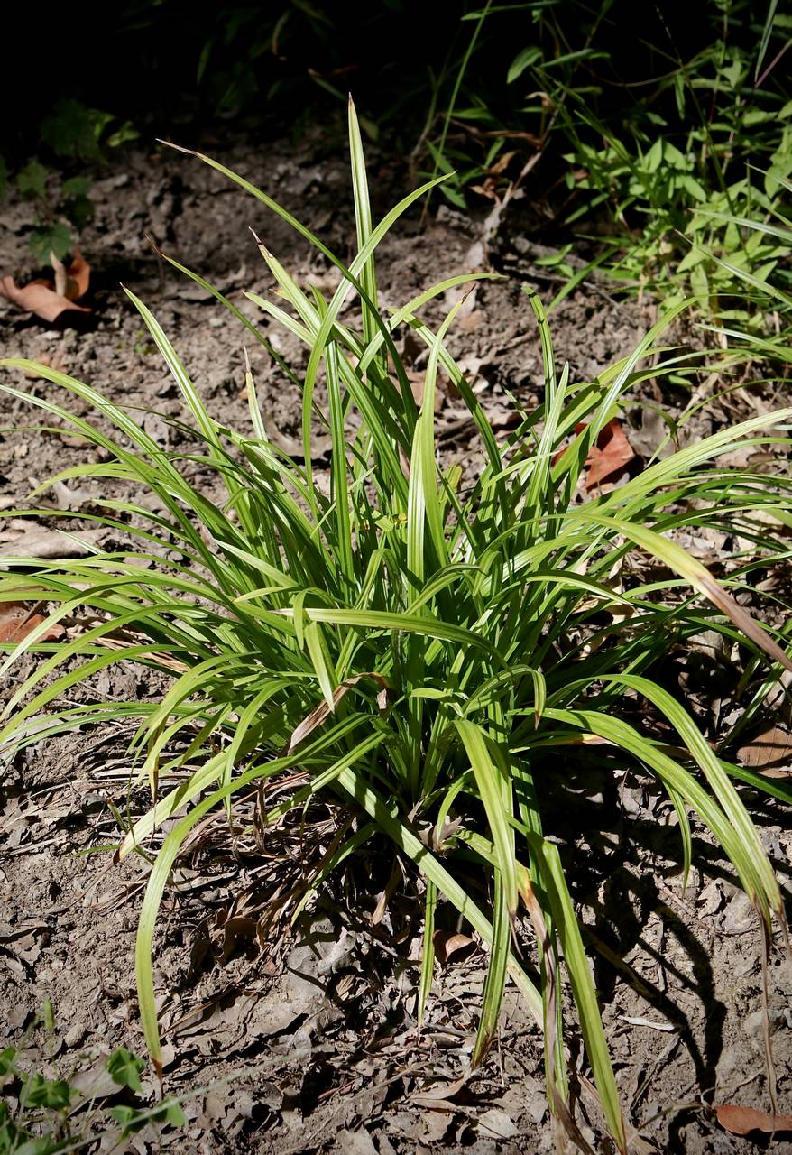 Photo of Common Wood Sedge