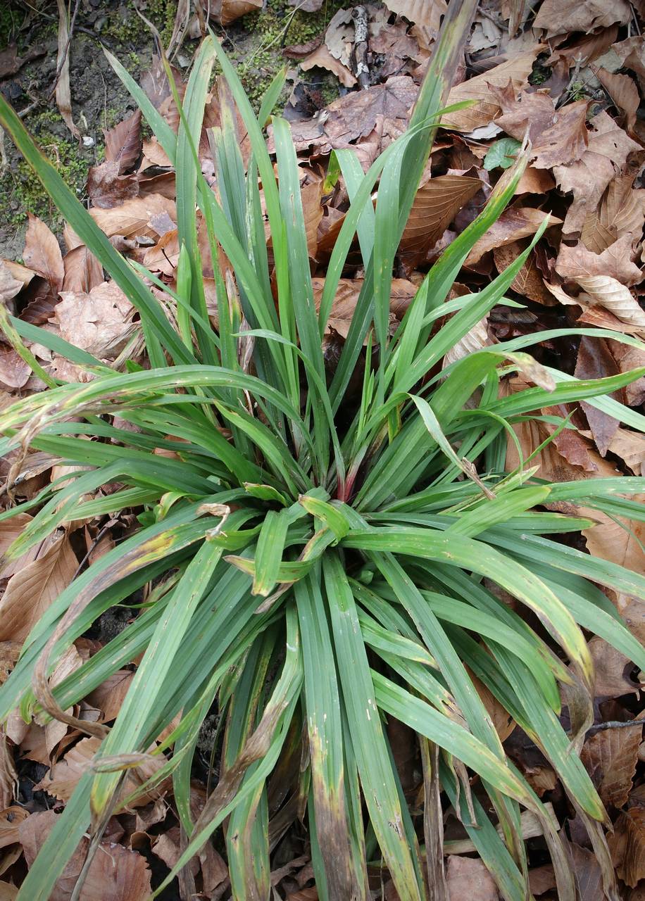 Photo of Carey's Sedge