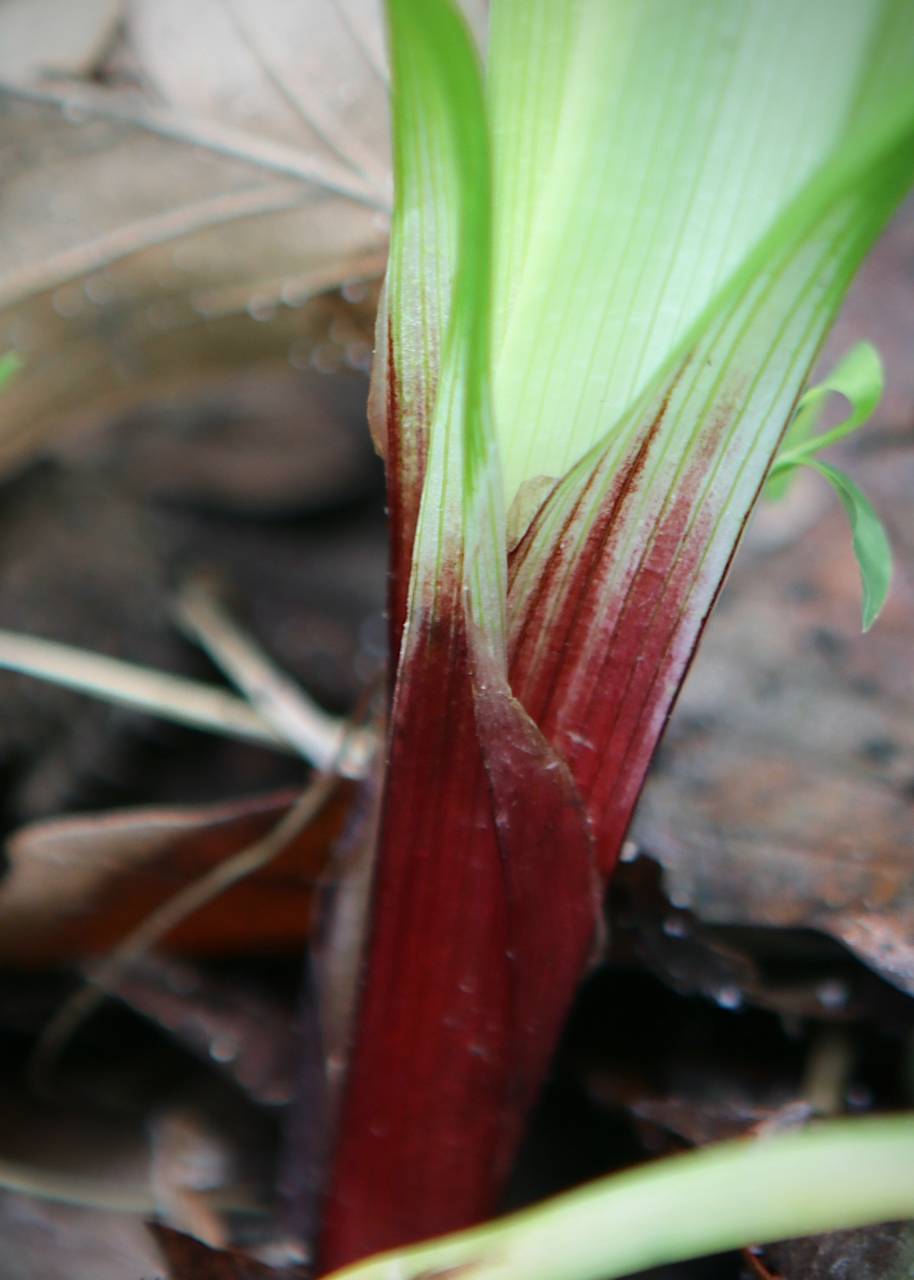 Photo of Carey's Sedge