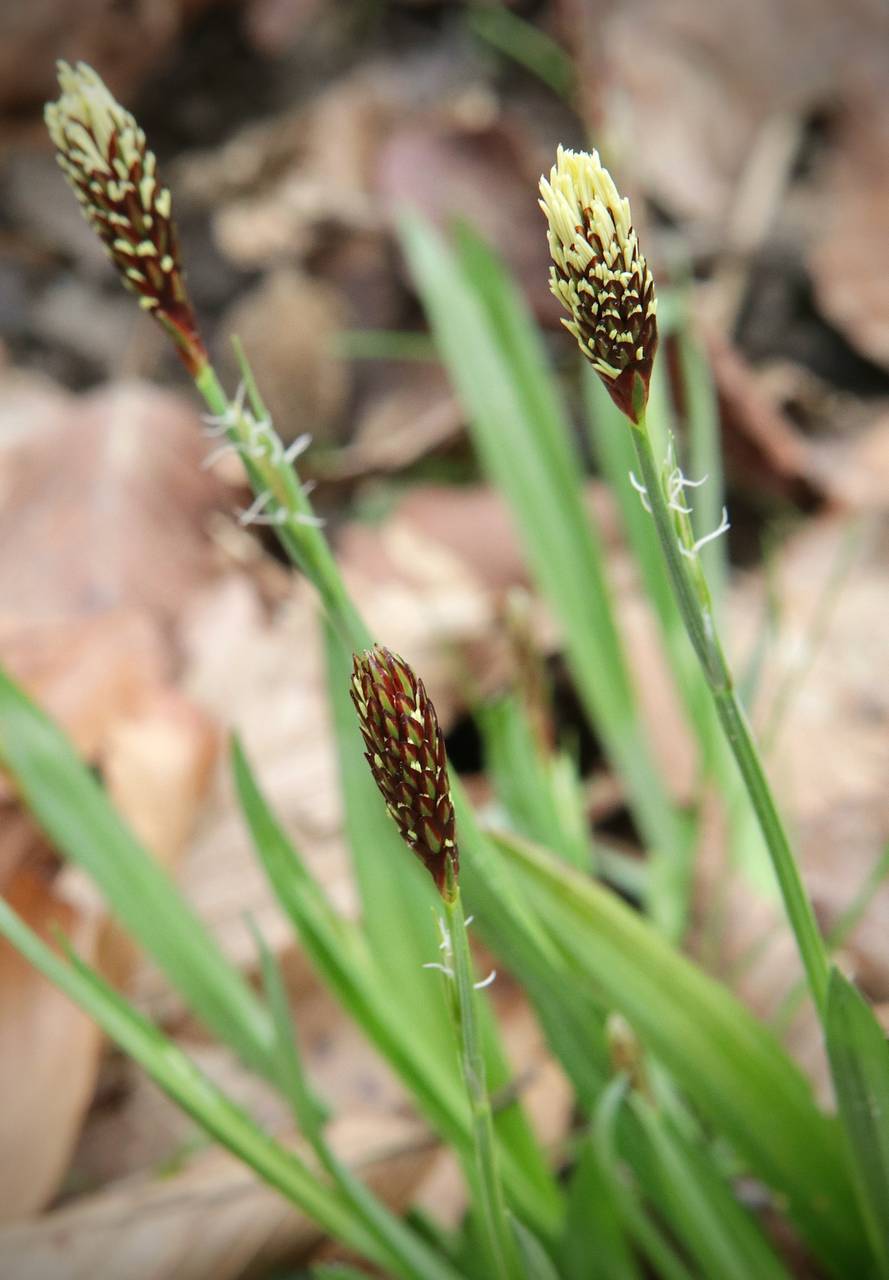 Photo of Carey's Sedge