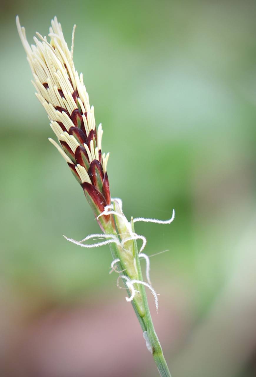 Photo of Carey's Sedge