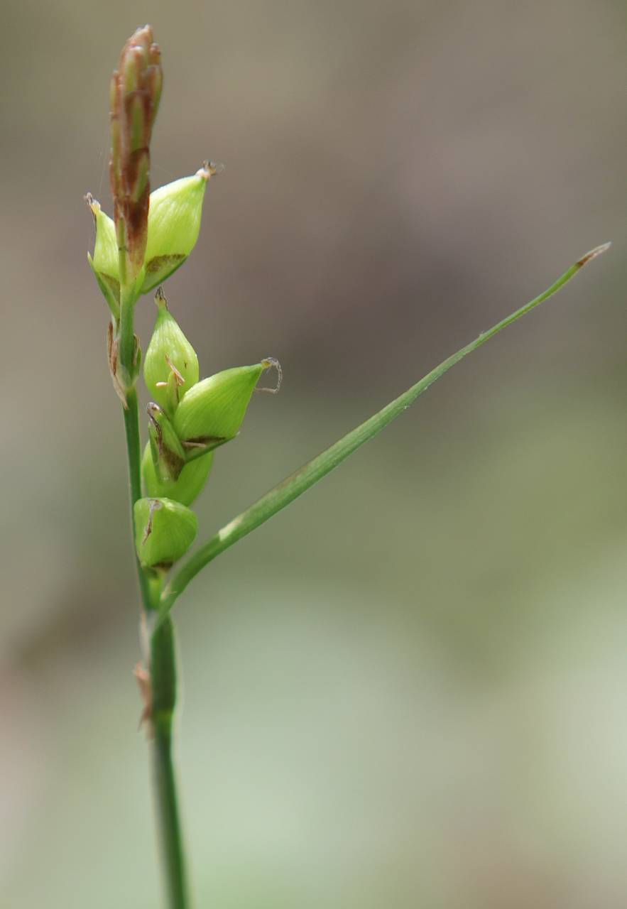 Photo of Carey's Sedge