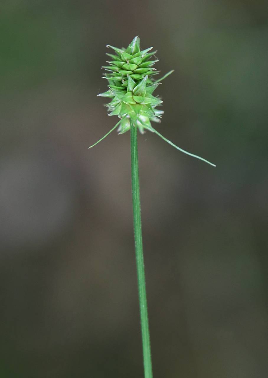 Photo of Oval-Headed Sedge