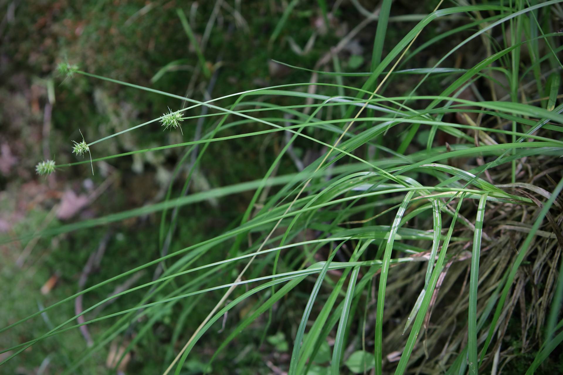 Photo of Oval-Headed Sedge