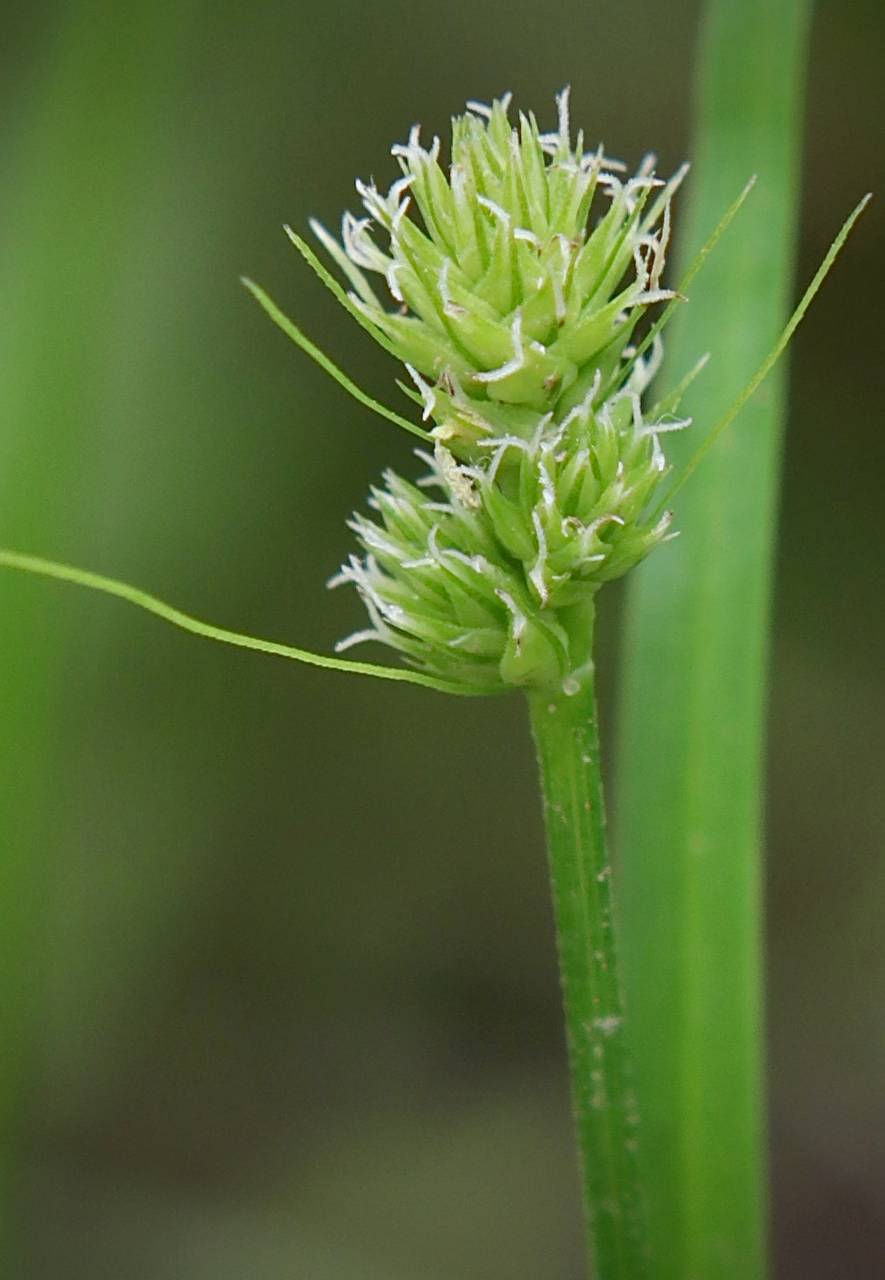 Photo of Oval-Headed Sedge