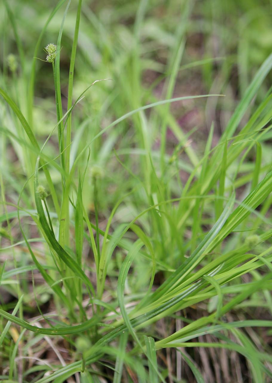 Photo of Oval-Headed Sedge