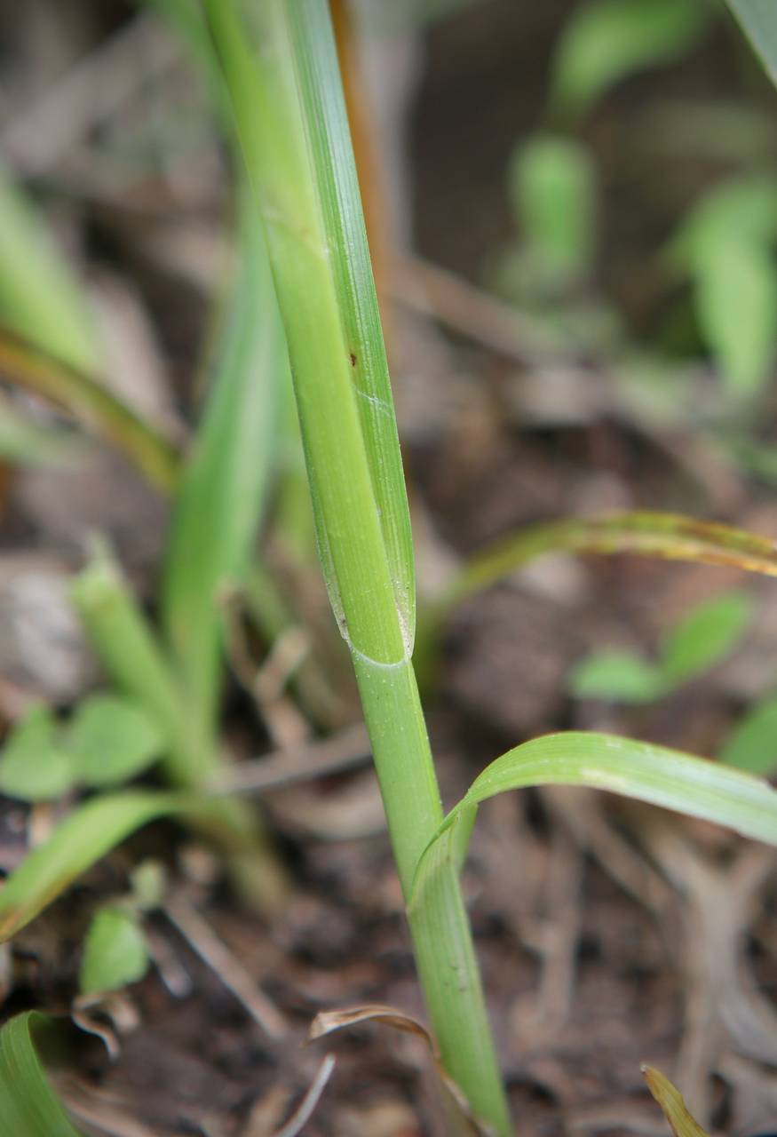 Photo of Oval-Headed Sedge