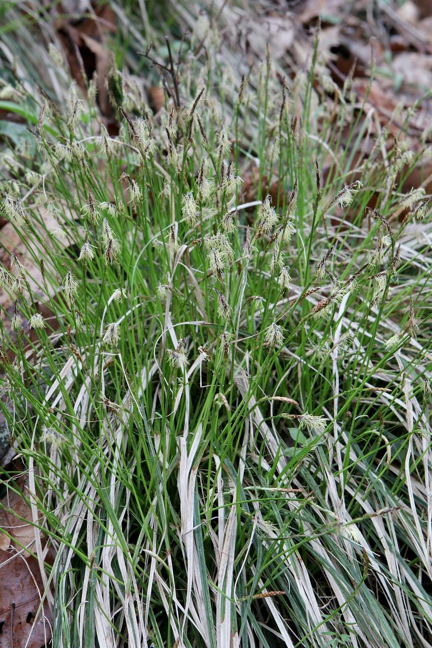 Photo of Fibrousroot Sedge