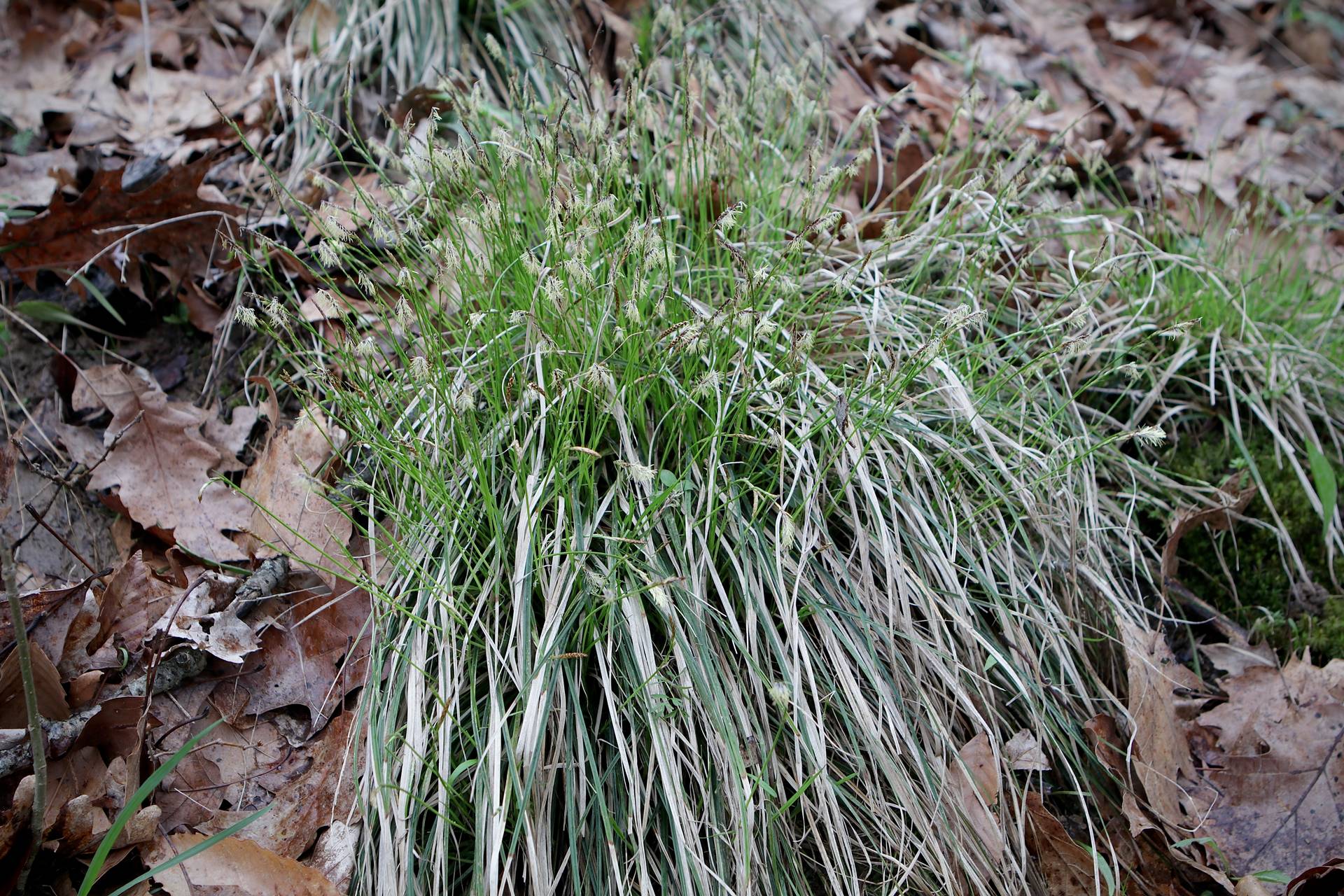 Photo of Fibrousroot Sedge
