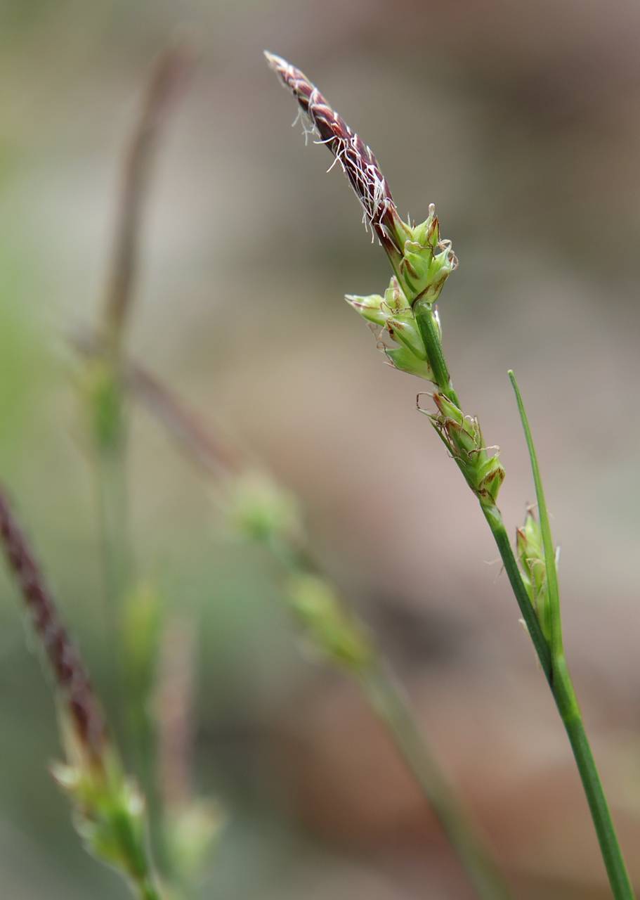 Photo of Fibrousroot Sedge