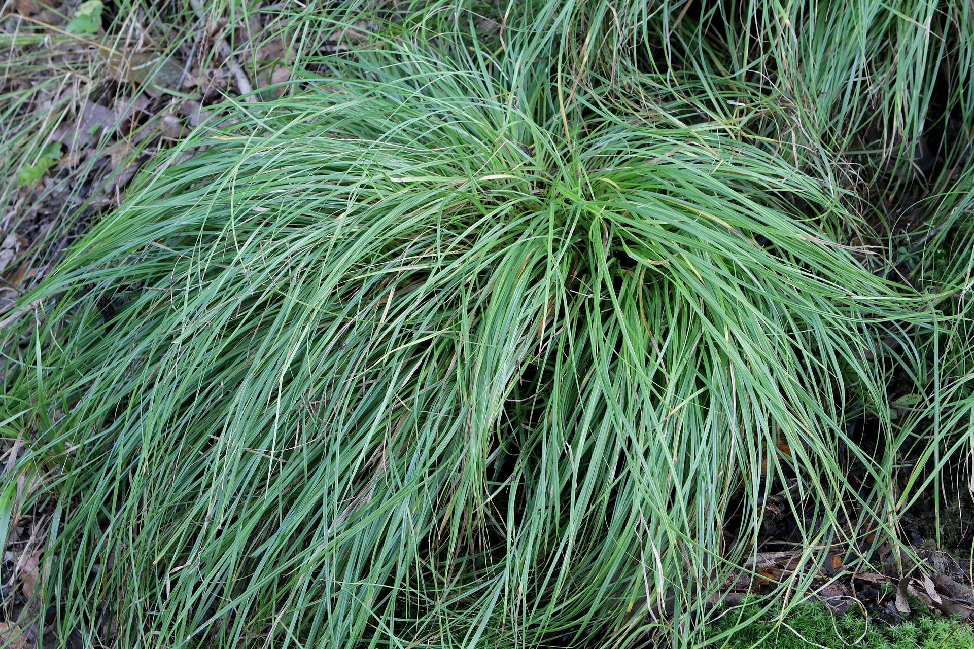 Photo of Fibrousroot Sedge
