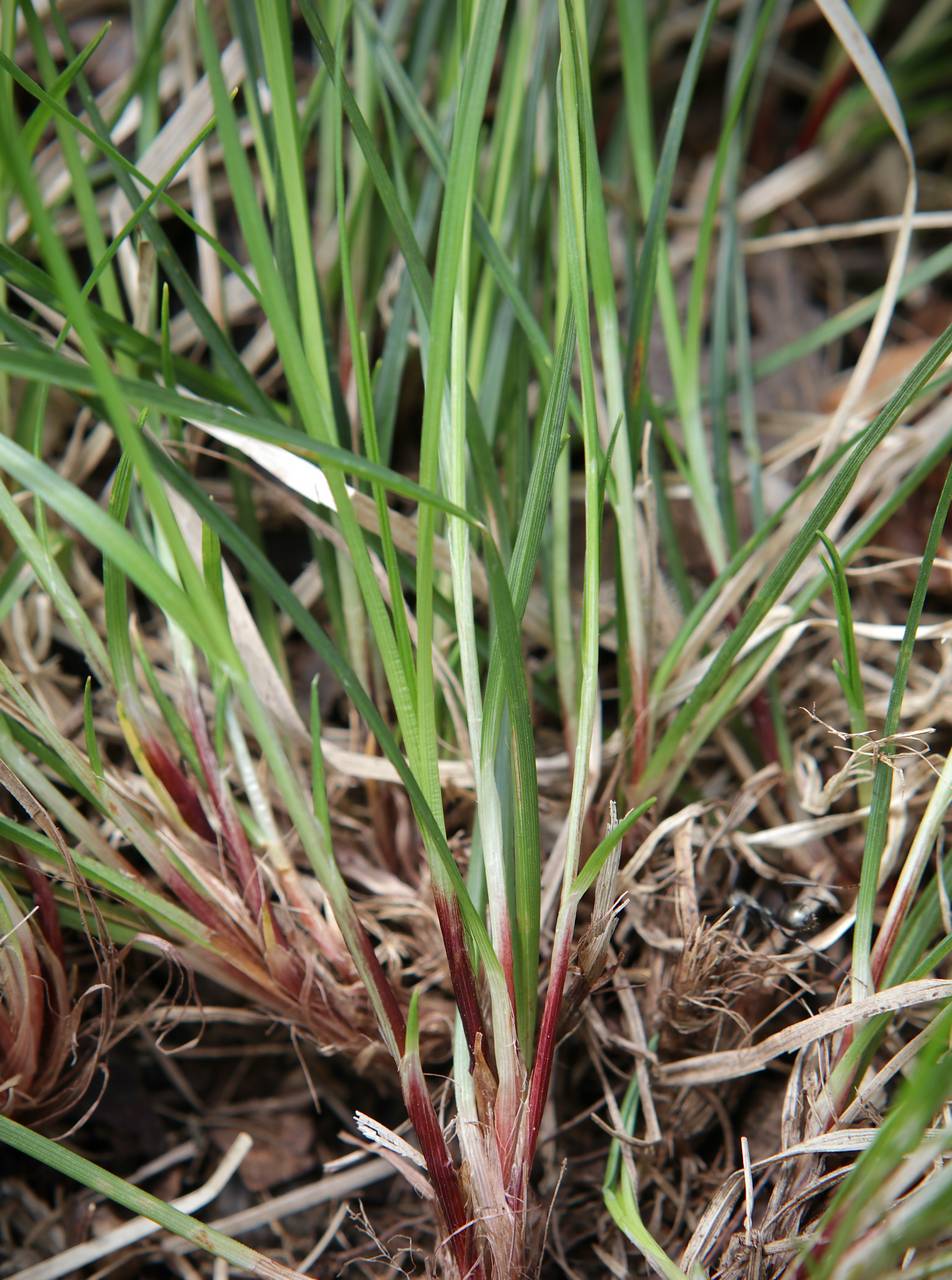 Photo of Fibrousroot Sedge
