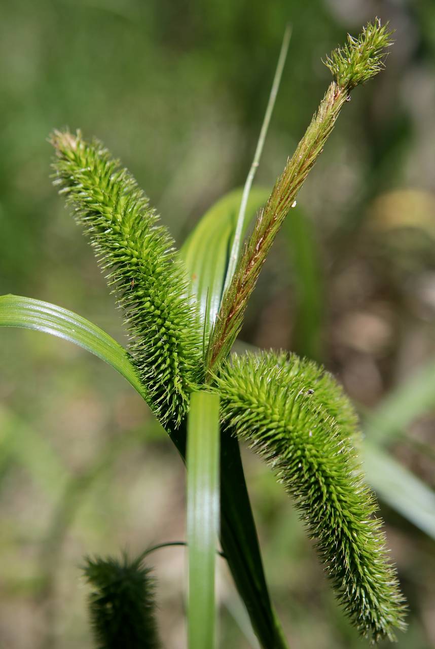 Photo of Bristly Sedge