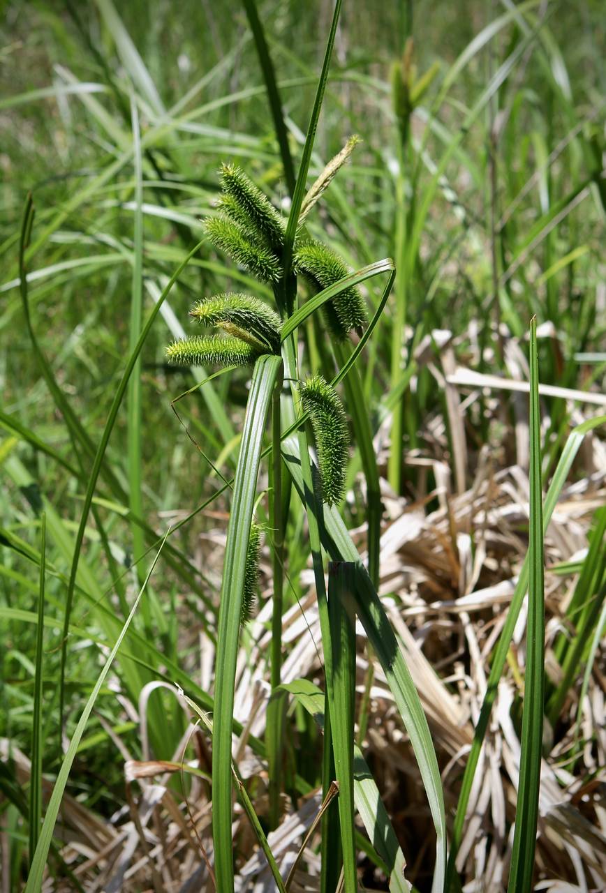 Photo of Bristly Sedge