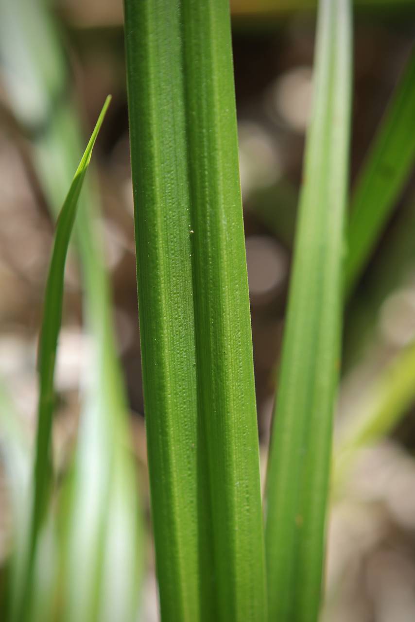 Photo of Bristly Sedge