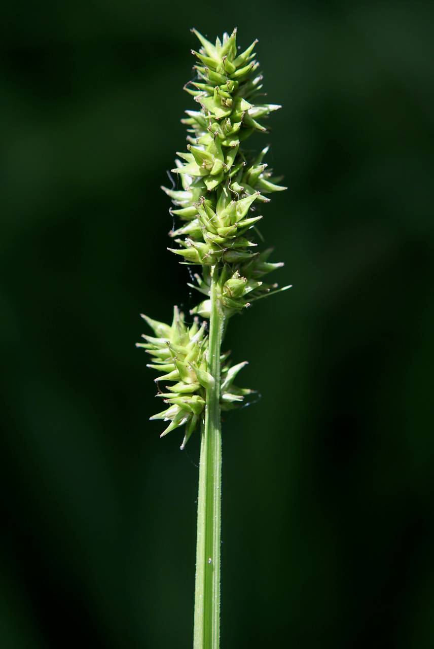 Photo of Soft Fox Sedge