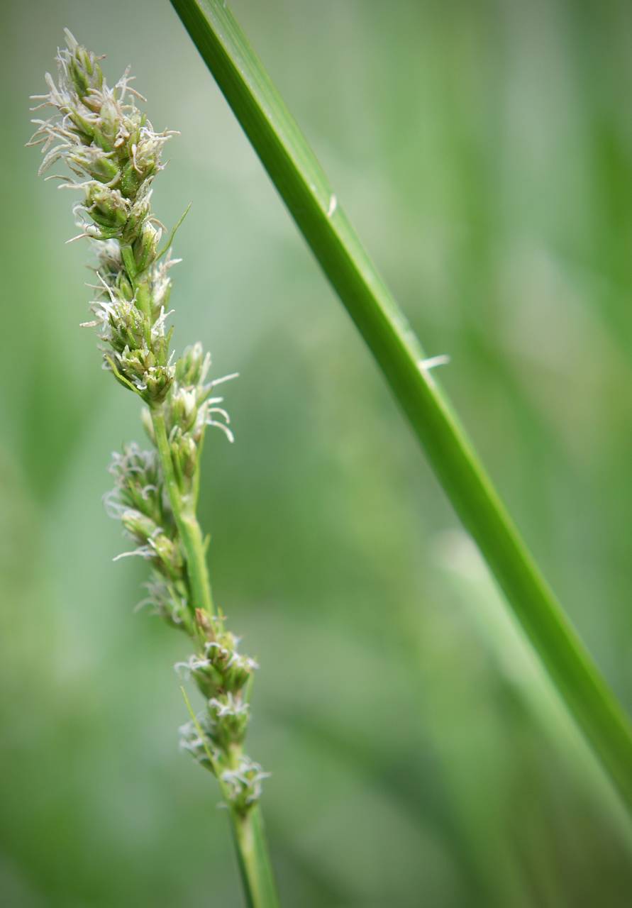Photo of Soft Fox Sedge