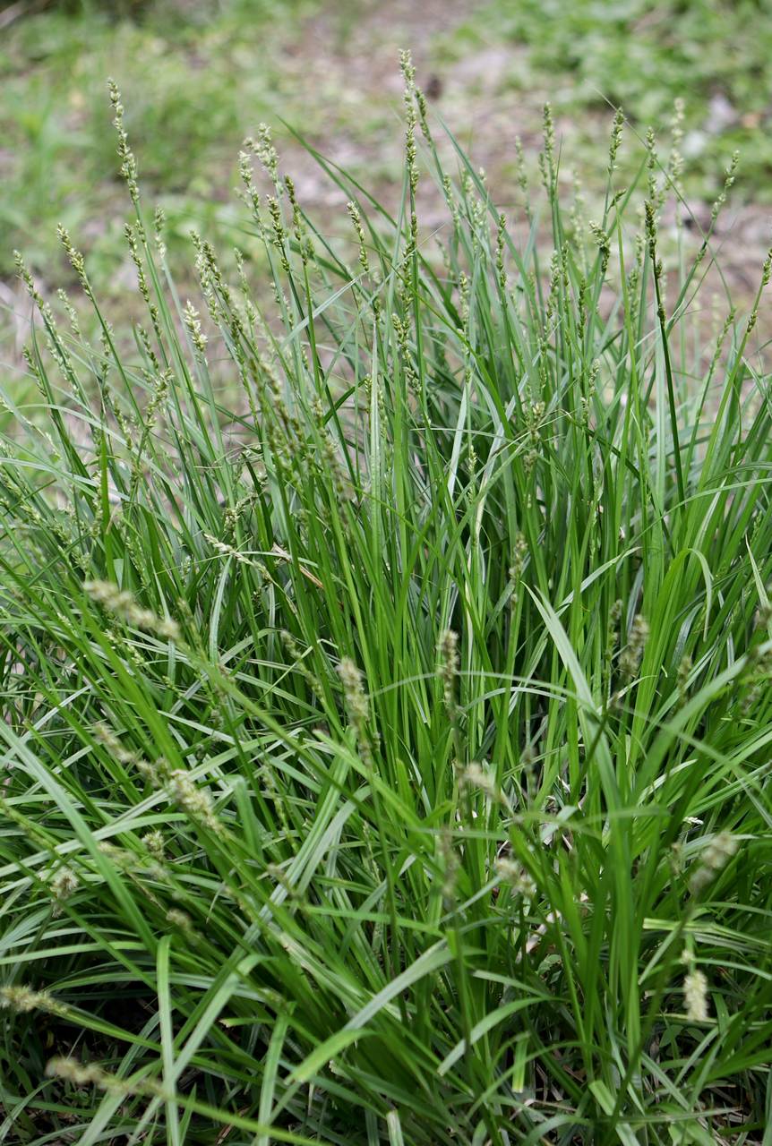 Photo of Soft Fox Sedge