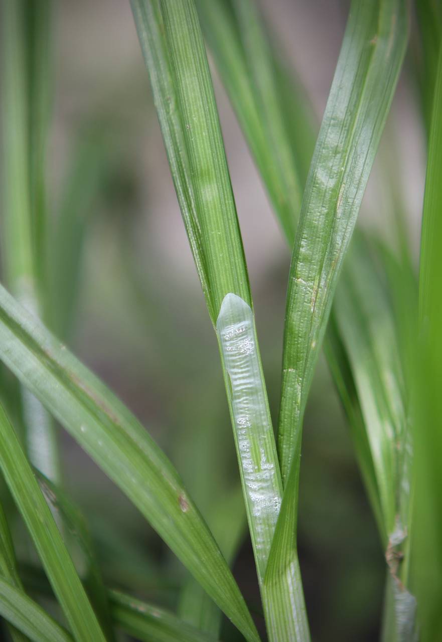 Photo of Soft Fox Sedge