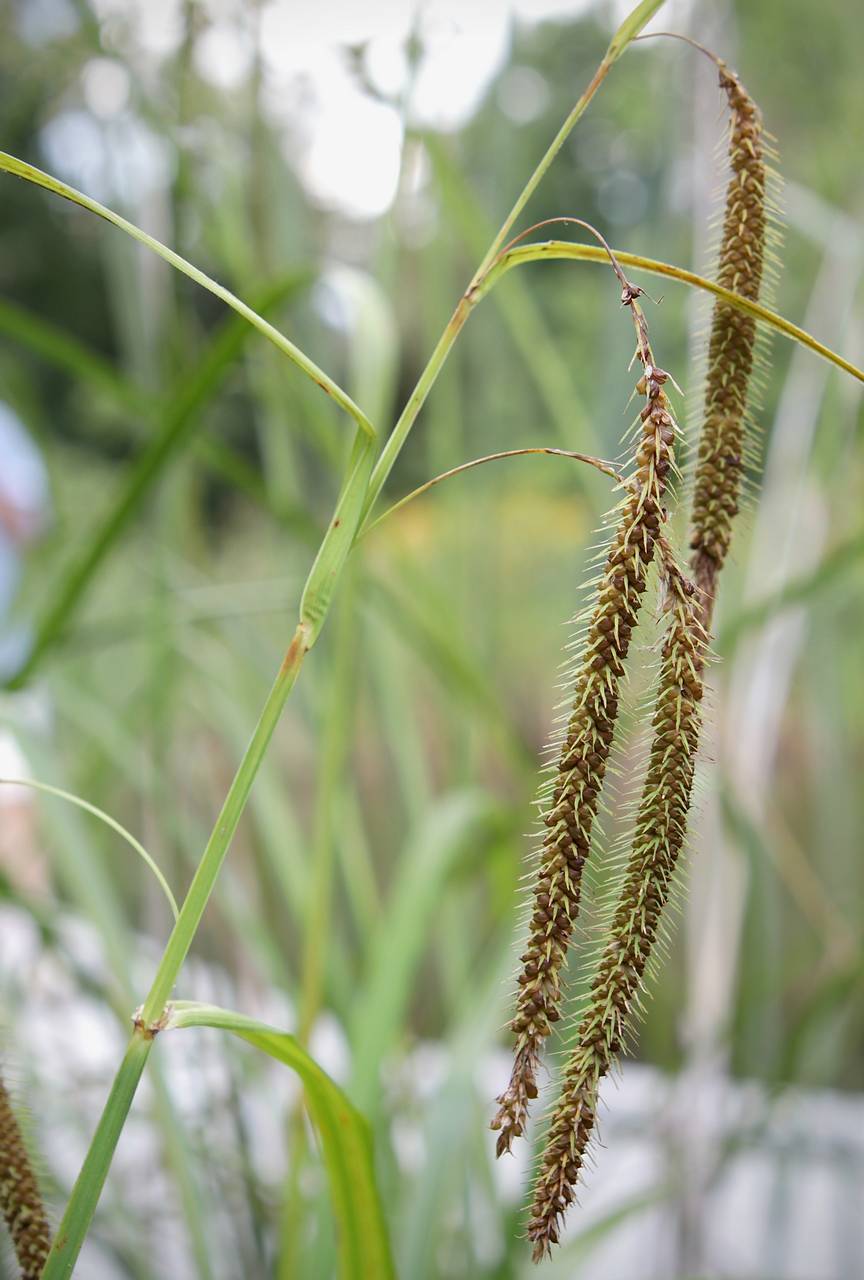 Photo of Fringed Sedge